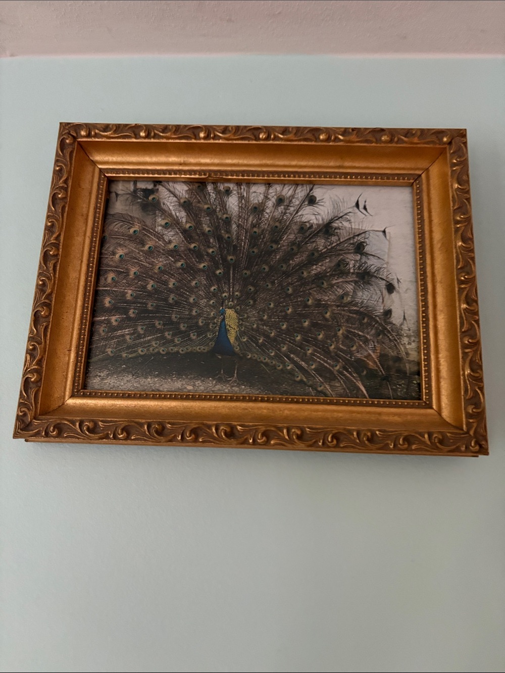 Gold Framed Peacock Photograph Original (Real Peacock)